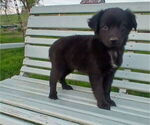 Image preview for Ad Listing. Nickname: Coal