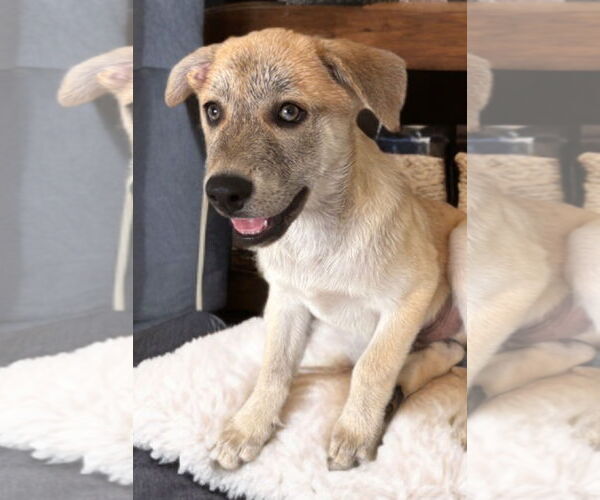 Medium Photo #2 German Shepherd Dog-Unknown Mix Puppy For Sale in The Woodlands, TX, USA