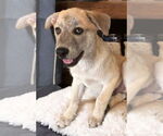 Small #1 German Shepherd Dog Mix