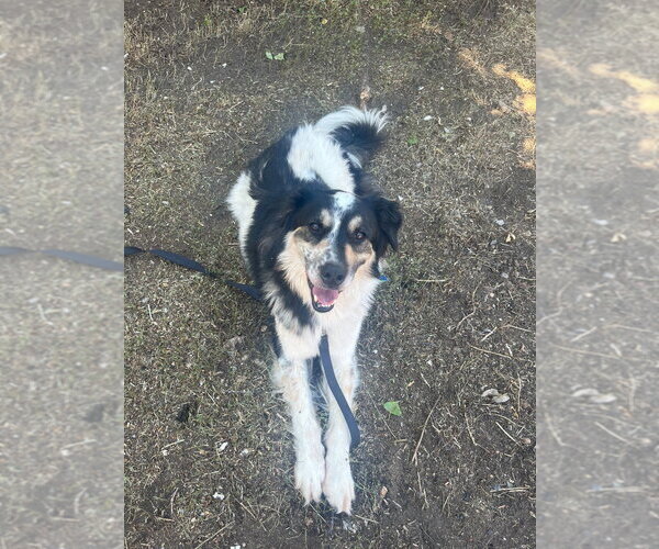 Medium Photo #3 Border Collie-Unknown Mix Puppy For Sale in Salt Lake City, UT, USA