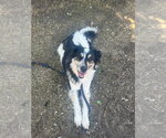 Small #2 Border Collie Mix