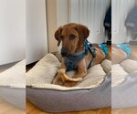 Small Photo #9 Labloodhound Puppy For Sale in New York, NY, USA