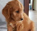 Small Photo #4 Goldendoodle Puppy For Sale in LAGRANGE, IN, USA