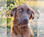 Small #29 Golden Shepherd