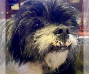 Shih Tzu-Unknown Mix Dogs for adoption in Middlesex, NC, USA
