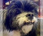 Small Photo #1 Shih Tzu-Unknown Mix Puppy For Sale in Middlesex, NC, USA