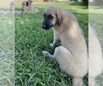 Small Photo #23 Anatolian Shepherd Puppy For Sale in ROBSTOWN, TX, USA