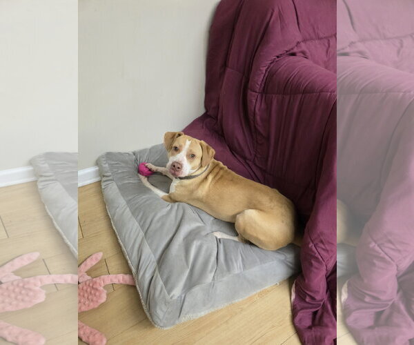 Medium Photo #10 Labrador Retriever-Unknown Mix Puppy For Sale in Rockaway, NJ, USA