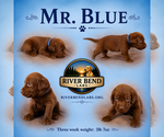 Puppy Mr Blue Labrador Retriever