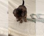 Puppy Puppy 6 Bluey Bernedoodle-Miniature Australian Shepherd Mix
