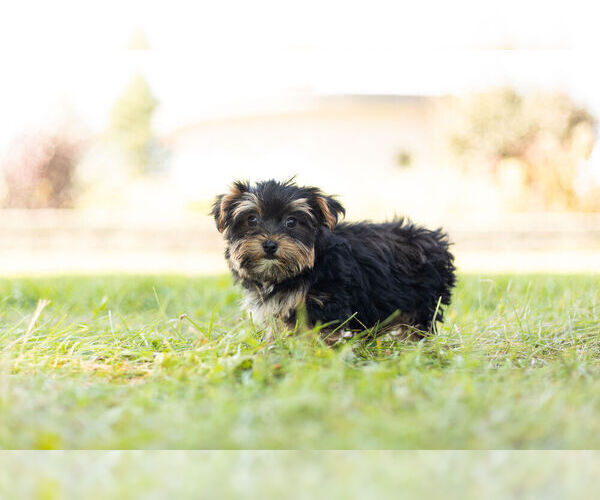 Medium Photo #4 Morkie Puppy For Sale in WARSAW, IN, USA