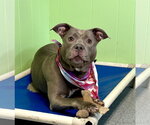 Small #1 American Pit Bull Terrier Mix