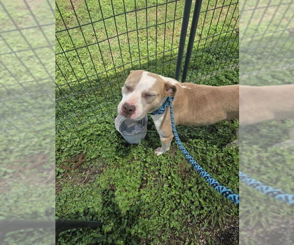 Medium Photo #4 Mutt Puppy For Sale in Abbeville, LA, USA