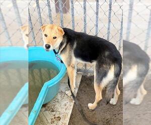 DUCKY - Female Chinese Shar-Pei-Unknown Mix Dog for Adoption - Photo #2