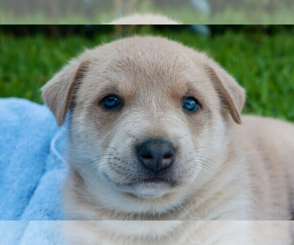 Medium Photo #1 Mutt Puppy For Sale in Lake Forest, CA, USA