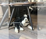 Small #13 Bernedoodle