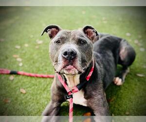 Mutt Dogs for adoption in Orlando, FL, USA