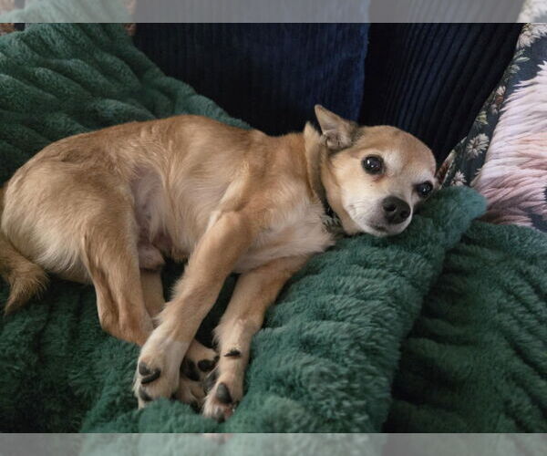 Medium Photo #4 Chihuahua-Unknown Mix Puppy For Sale in Salt Lake City, UT, USA