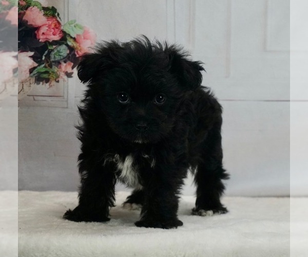 Medium Photo #1 -YorkiePoo Mix Puppy For Sale in WARSAW, IN, USA