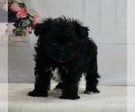 Small Photo #1 -YorkiePoo Mix Puppy For Sale in WARSAW, IN, USA