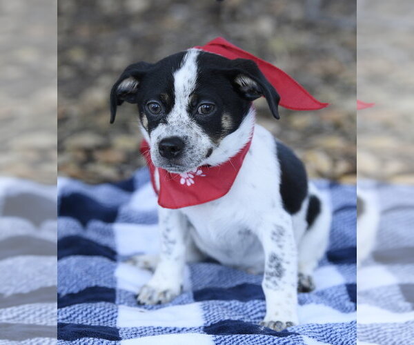 Medium Photo #2 Mutt Puppy For Sale in Dana Point, CA, USA
