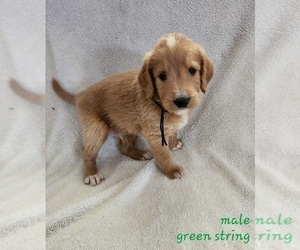 Labradoodle Puppy for sale in WELLINGTON, CO, USA