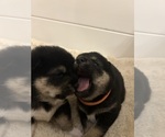 Small Photo #11 Shiba Inu Puppy For Sale in ELIZABETH CITY, NC, USA