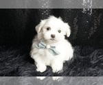 Puppy AKC Wyllie Maltese