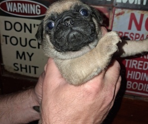 Pug Puppy for sale in FORT DODGE, IA, USA