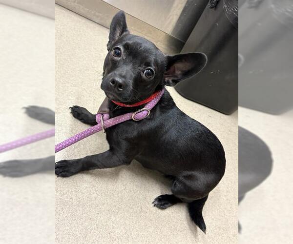 Medium Photo #1 Chihuahua Puppy For Sale in Baytown, TX, USA