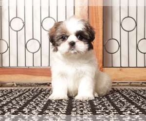 Shih Tzu Litter for sale in NAPLES, FL, USA
