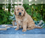 Puppy Flint Golden Retriever