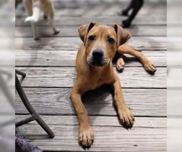 Medium Photo #2 Mutt Puppy For Sale in Jacksonville, NC, USA