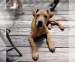 Small #1 Mutt