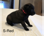Small Photo #20 Belgian Malinois Puppy For Sale in LABADIE, MO, USA