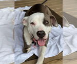 Small #4 American Pit Bull Terrier Mix