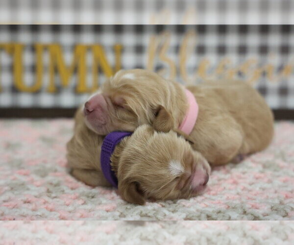 Medium Photo #1 Golden Cocker Retriever Puppy For Sale in Aylmer, Ontario, Canada