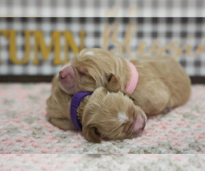 Medium Golden Cocker Retriever