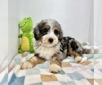 Small #4 Miniature Bernedoodle