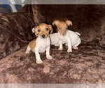 Small #8 Jack Russell Terrier