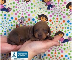 Dachshund Puppy for sale in WINNSBORO, LA, USA