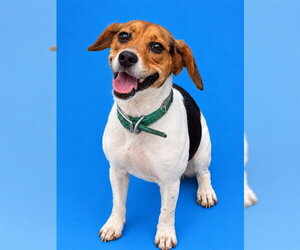 Beagle Dogs for adoption in Westminster, MD, USA