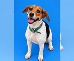 Small Beagle