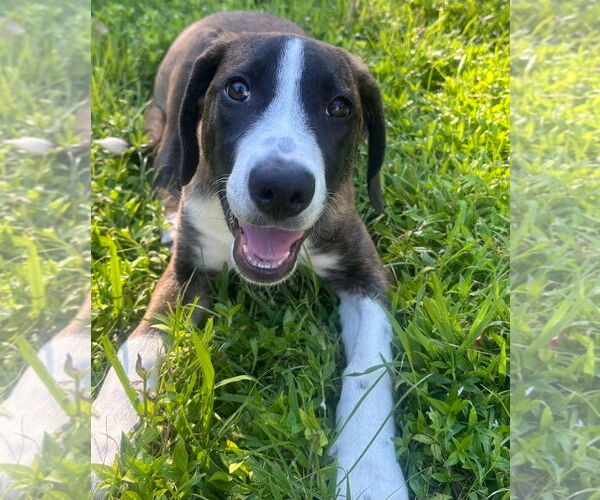 Medium Photo #1 Labrador Retriever-Unknown Mix Puppy For Sale in Chester, VA, USA