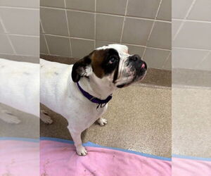 Boxer Dogs for adoption in Austin, TX, USA