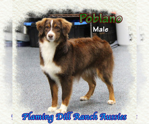 Miniature Australian Shepherd Puppy for sale in FORESTBURG, TX, USA