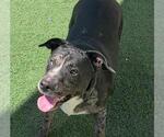 Small Catahoula Leopard Dog-Labrador Retriever Mix