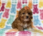Small #6 YorkiePoo