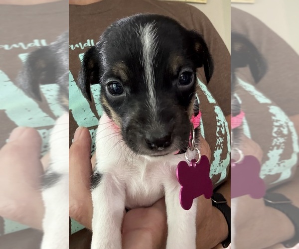Medium Photo #14 Jack Russell Terrier Puppy For Sale in FREEMAN, MO, USA