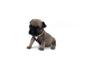 French Bulldog Puppy for sale in DICKERSON, MD, USA